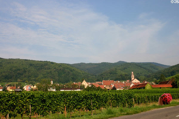 Overview of Riquewihr above vineyards of Alsace. Riquewihr, France.