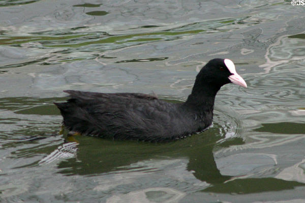 Coot swims on River L'Ill. Strasbourg, France.