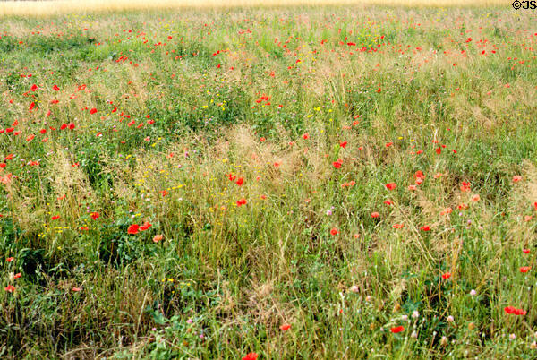 Field of poppies in France.