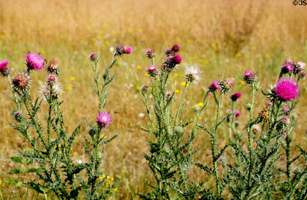 Thistles in France.