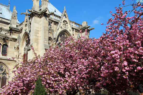 Flowering trees along Notre Dame Cathedral. Paris, France.