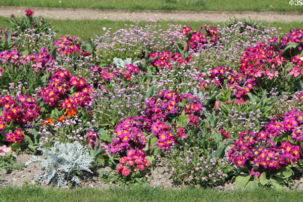 Flower bed at Luxembourg Gardens. Paris, France.