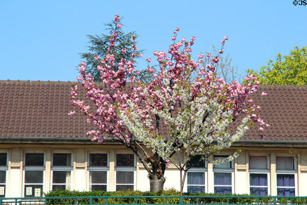 Flowering tree on Boulevard Vincent Auriol. Paris, France.