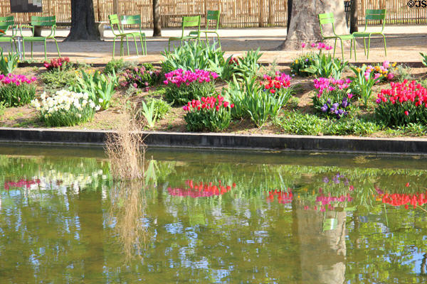 Tulips reflected in pond in Tuileries Garden. Paris, France.