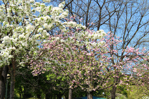 Flowering trees in Jardins des Champs Elysees. Paris, France.