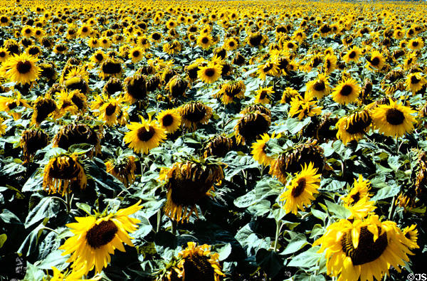Sunflowers in Loire Valley. France.