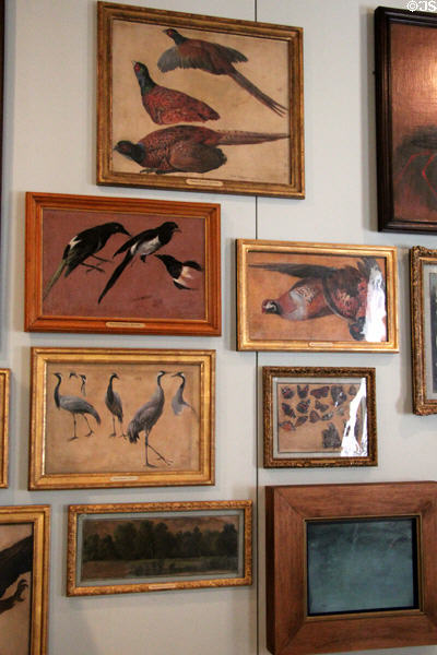 Paintings of game birds at Museum of Hunting & Nature. Paris, France.