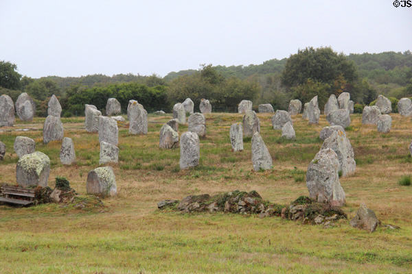 Large grouping of menhirs. Carnac, France.