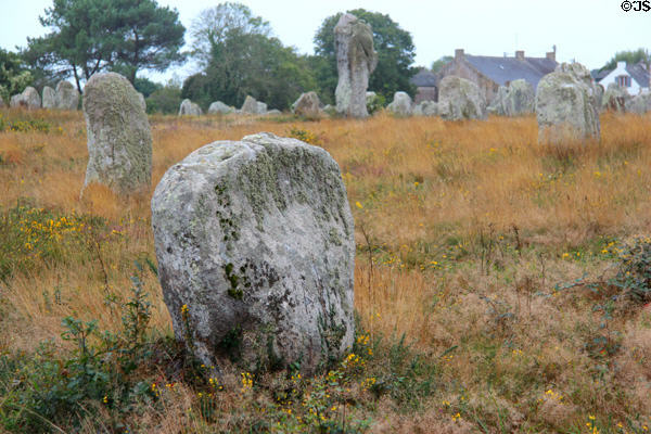 Menhirs among meadow flowers. Carnac, France.