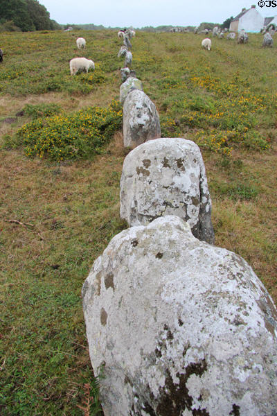 Long alignment of menhirs. Carnac, France.