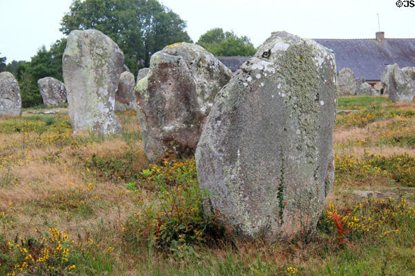 Alignment of menhirs among meadow flowers. Carnac, France.