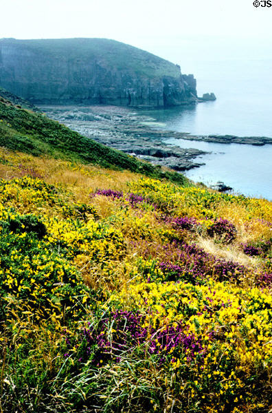 Wildflowers on coast at Cap Fréhel. France.