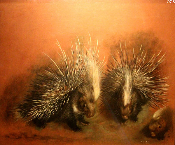 Porcupine painting (17thC) by Pieter Boel at Museum of Fine Arts of Rennes. Rennes, France.