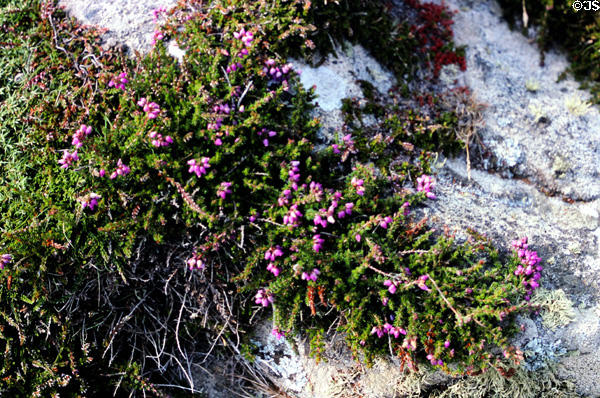 Wild flowers on rocks. Pointe du Raz, France.