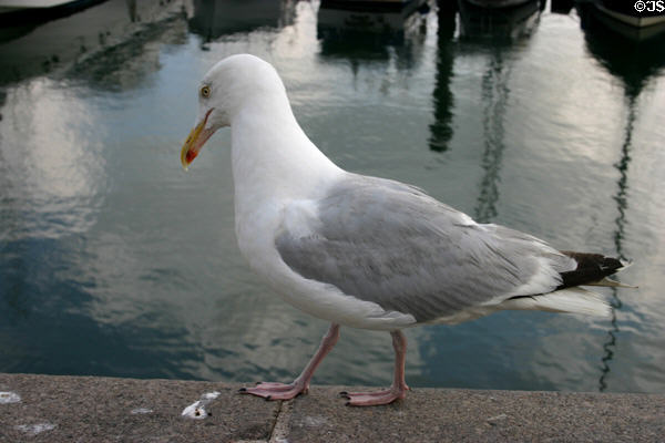 Seagull at harbor. Dieppe, France.