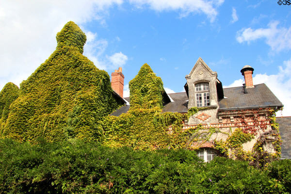 Ivy covered town near Château d'Azay-le-Rideau. Azay-le-Rideau, France.