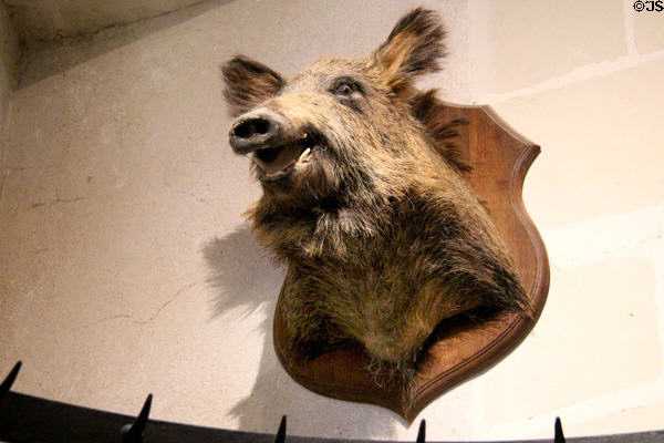Wild boar's head on wall in kitchen at Chenonceau Chateau. Chenonceau, France.