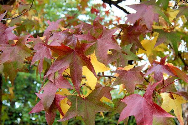 Maple leaves in gardens at Chaumont-Sur-Loire. France.