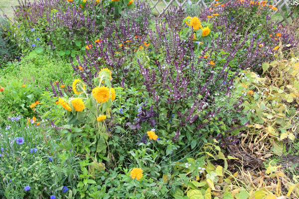 Herbs & flowers in Fontevraud Abbey gardens. Fontevraud, France.