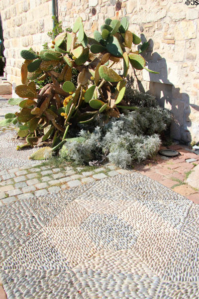 Succulents against terrace wall at Picasso Museum. Antibes, France.