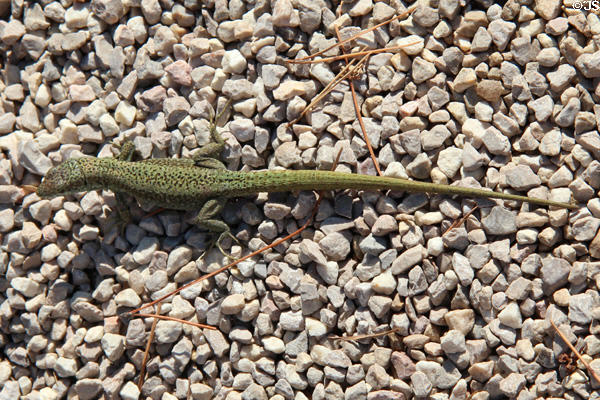 Green spotted garden lizard at Villa Ephrussi de Rothschild. Saint Jean Cap Ferrat, France.