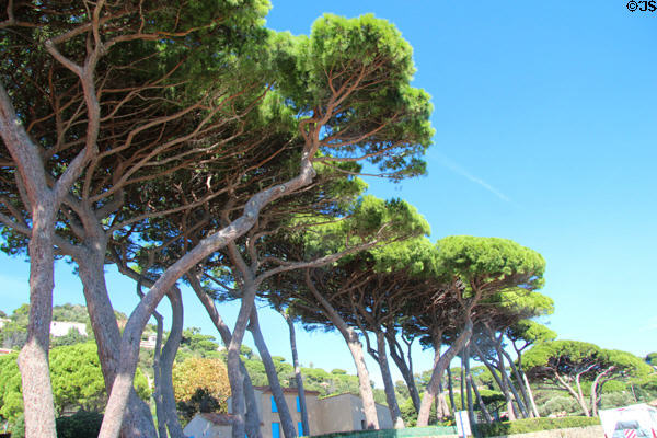Umbrella Pine trees. Sainte-Maxime, France.