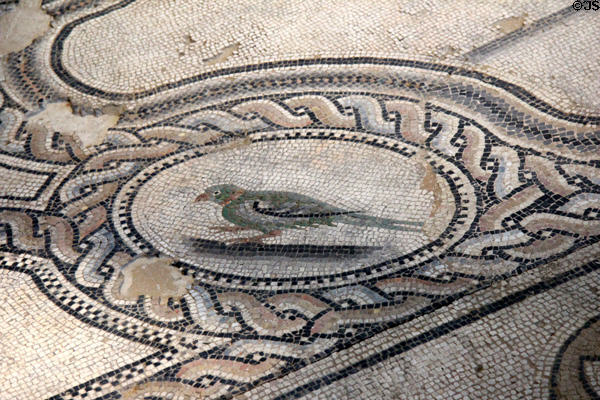 Bird detail of Roman mosaic floor with legend of King Pentheus after play by Euripides (2ndC) from Nimes house on ave. Jean-Jaurès at Musée de la Romanité. Nimes, France.