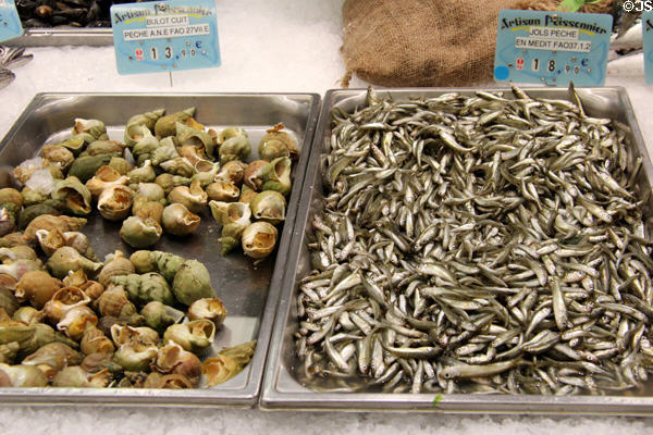 Whelks & silverside fish at Nimes market. Nimes, France.