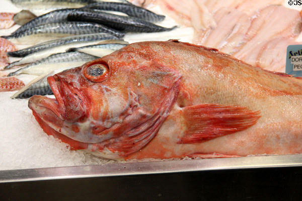 Fish at Nimes market. Nimes, France.