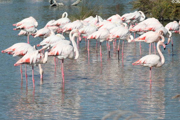 Flock of Greater Flamingoes (<i>Passer domesticus</i>) at Camargue. France.