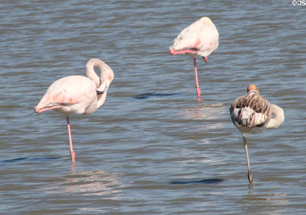 Greater Flamingoes rest on one leg at Camargue. France.