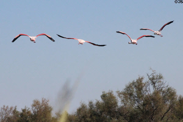 Greater Flamingoes in flight at Camargue. France.