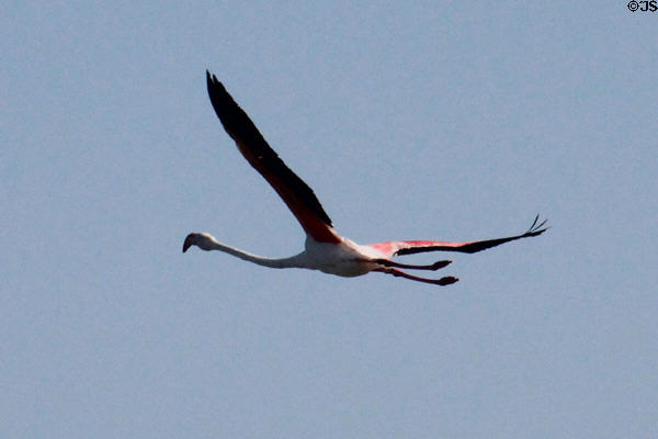 Greater Flamingo in flight at Camargue. France.