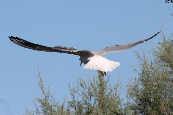 Bird in flight at Camargue. France.