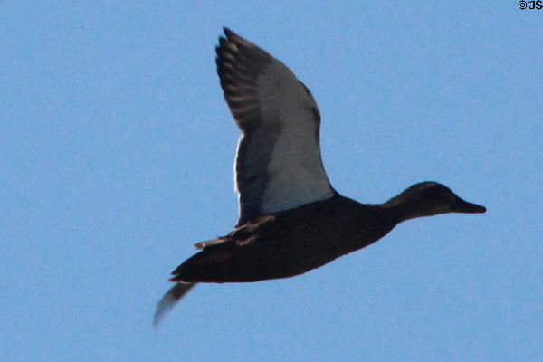 Duck in flight at Camargue. France.