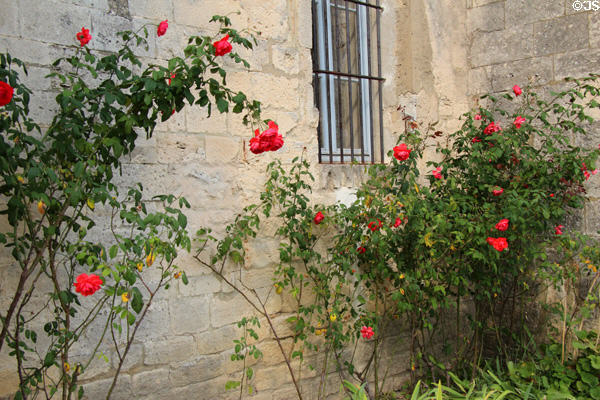 Roses at Saint-Paul Asylum. Saint-Rémy-de-Provence, France.