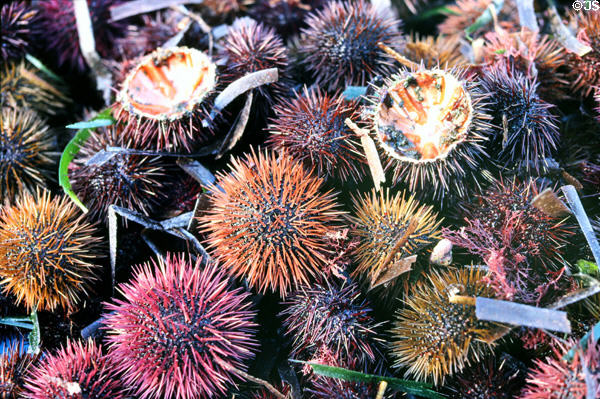 Sea urchins for sale in old port. Marseille, France.