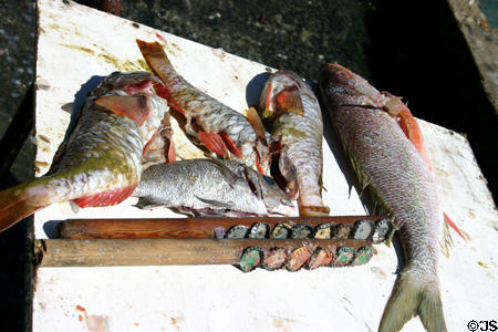 Descaling fish at Darsé Market. Pointe-à-Pitre, Guadeloupe.