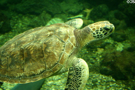 Loggerhead sea turtle (Caretta caretta) swimming at Guadeloupe Aquarium. Pointe-à-Pitre, Guadeloupe.