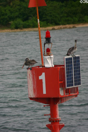 Pelicans perched on channel marker. Gosier, Guadeloupe.