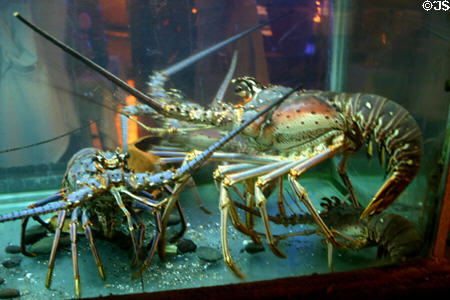 Lobsters in tank at restaurant in Gosier. Gosier, Guadeloupe.