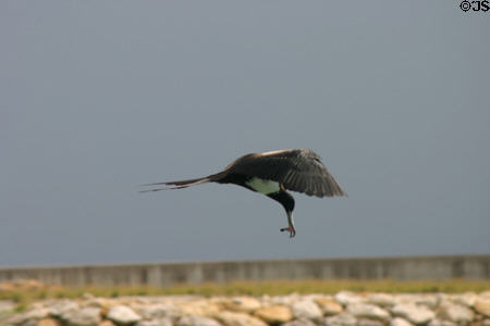 Frigate bird carries a meal. Guadeloupe.