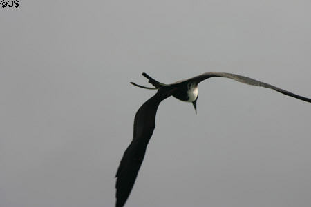 Frigate bird turns in midair. Guadeloupe.