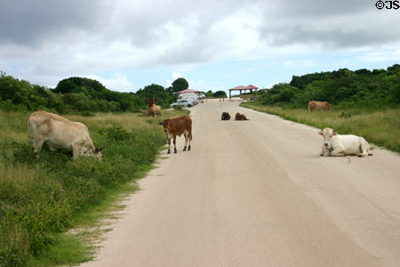 Cows wander on road at Point de la Grande Vigie. Guadeloupe.