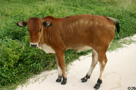 Reddish calf. Guadeloupe.