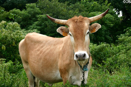 Typical Guadeloupe breed of cow. Guadeloupe.