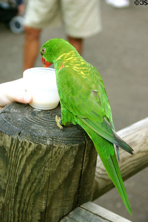 Feeding bird at Deshaies Botanic Gardens. Deshaies, Guadeloupe.