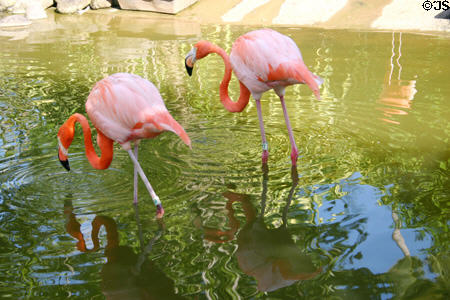 Flamingos at Deshaies Botanic Gardens. Deshaies, Guadeloupe.