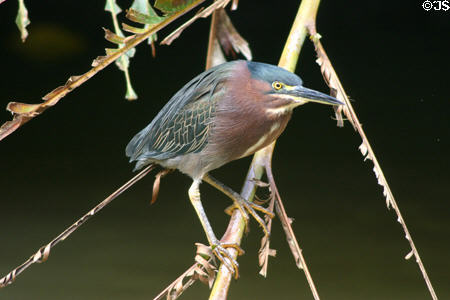 Green-backed Heron (Butorides striatus). Guadeloupe.