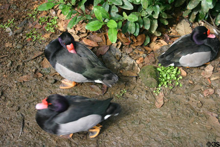 Ducks on display at Domaine de Valmbreuse. Guadeloupe.
